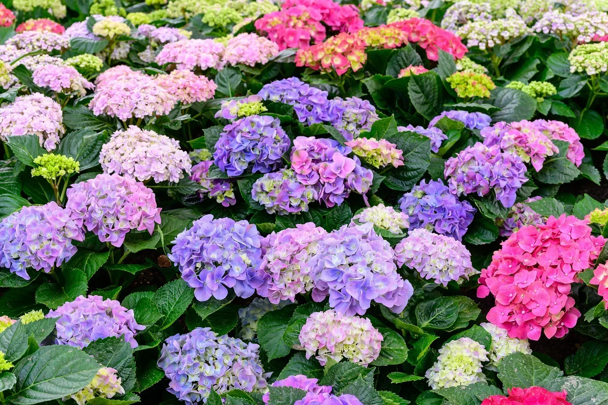 hydrangea-flowers.webp